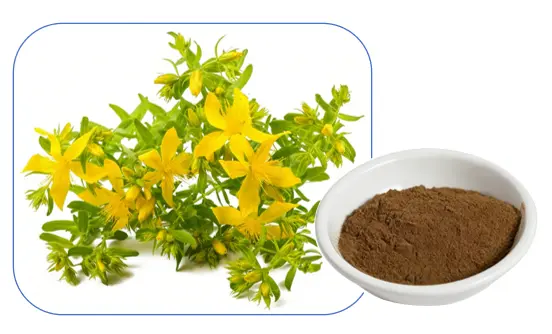 St John's Wort Extract St John's Wort Extract
