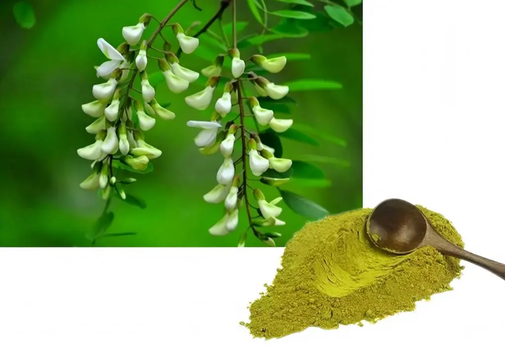 Sophora Japonica Extract Powder