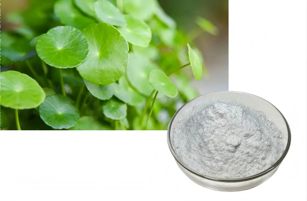Gotu Kola Extract Powder Gotu Kola Extract Powder