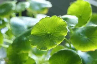 Centella asiatica