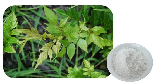 Dihydromyricetin Bulk Powder 