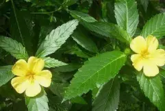 Damiana Extract Powder
