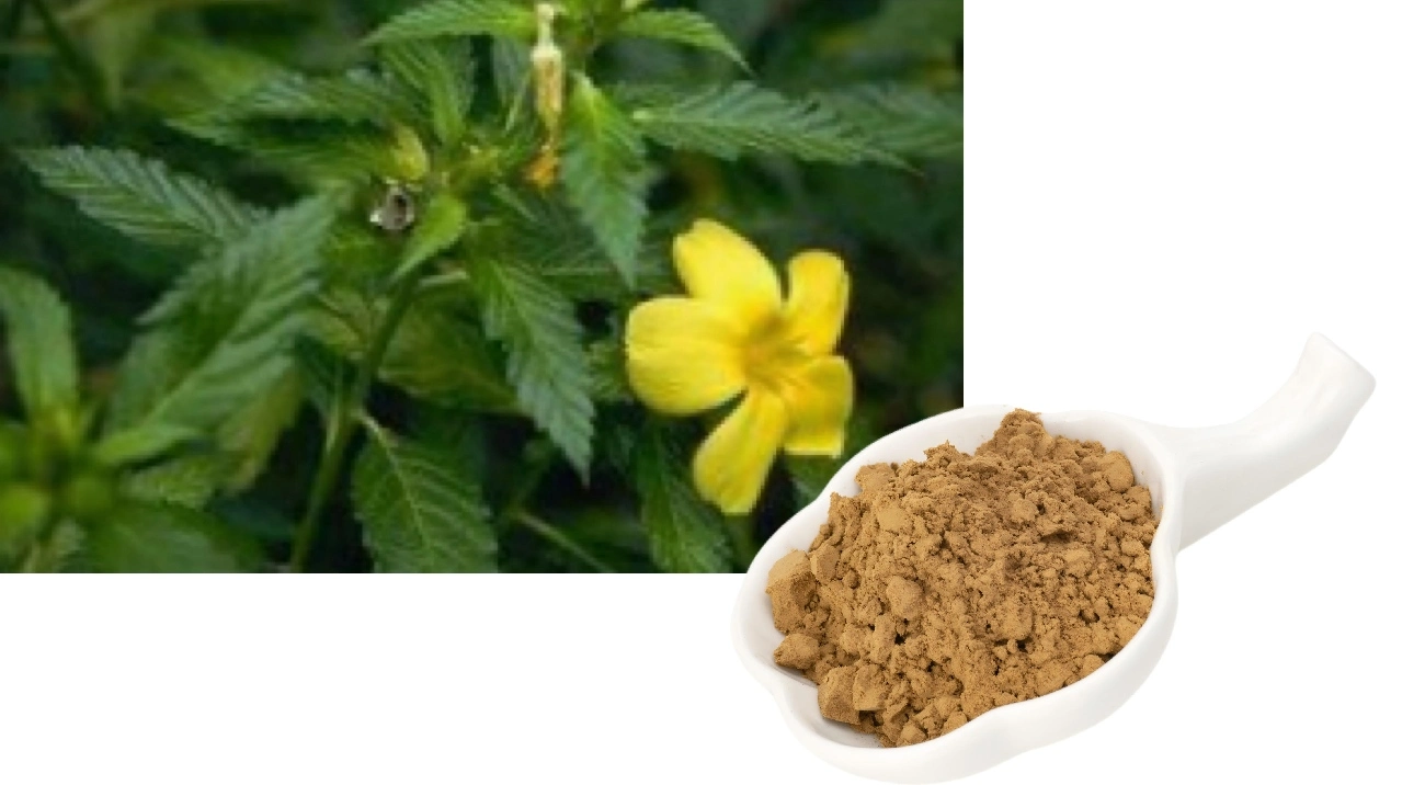 Damiana Extract Powder