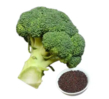 Broccoli Seed Extract Powder Broccoli Seed Extract Powder