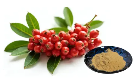 Schisandra Chinensis Extract Powder
