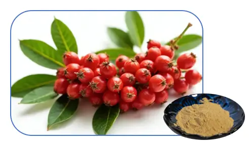 Schisandra Chinensis Berry Extract Powder Schisandra Chinensis Berry Extract Powder