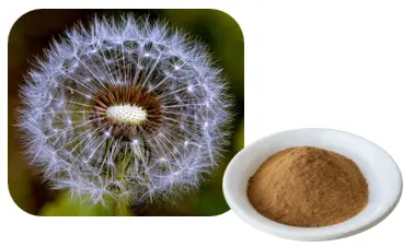 Dandelion 10:1 Powder