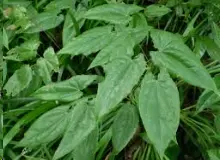 Epimedium Leaf Powder