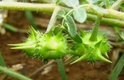 Tribulus Terrestris 95 Powder Tribulus Terrestris 95 Powder