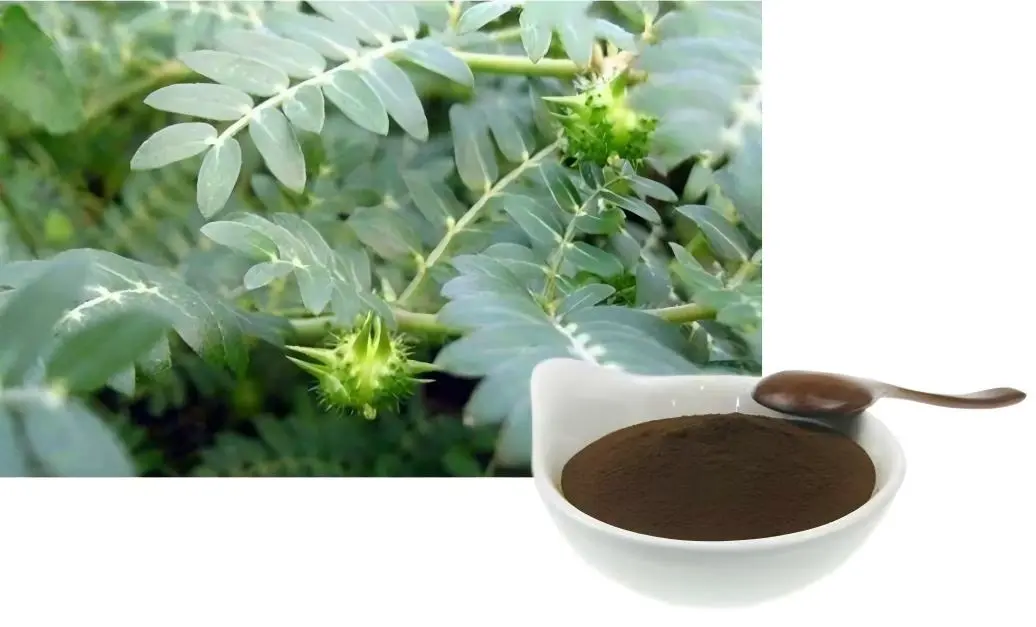 Premium Tribulus Terrestris Powder Premium Tribulus Terrestris Powder