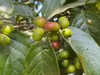 Pygeum Africanum Bark powder Pygeum Africanum Bark powder