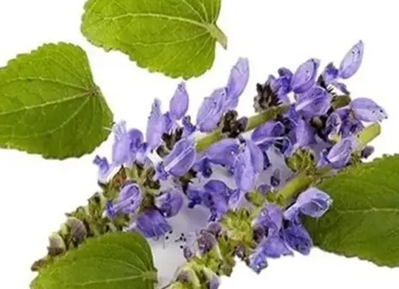 Premium Coleus Forskohlii Powder Premium Coleus Forskohlii Powder