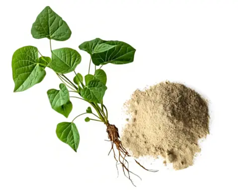 Kava extract powder Kava extract powder