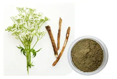 Valerian root extract powder Valerian root extract powder