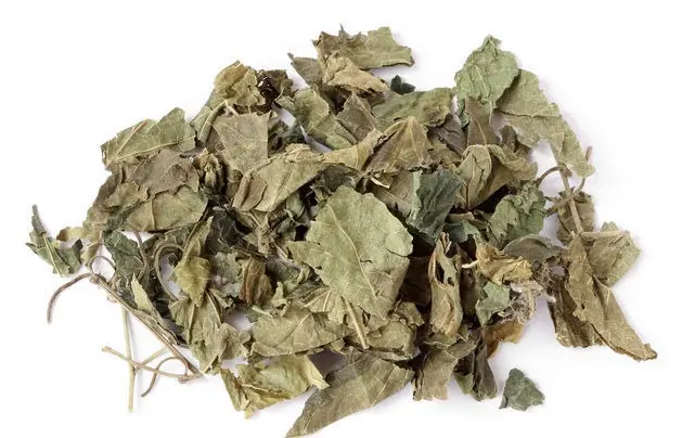 mulberry leaf extract powder mulberry leaf extract powder