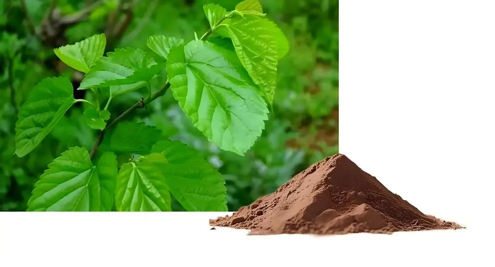 White Mulberry Leaf Extract Powder White Mulberry Leaf Extract Powder