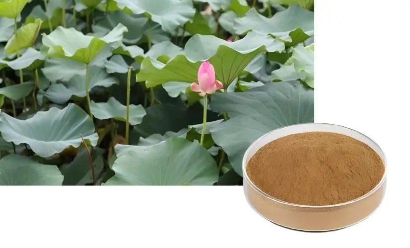 Lotus Leaf Extract Powder Lotus Leaf Extract Powder