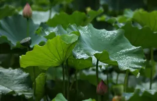 Lotus Leaf Extract Powder 