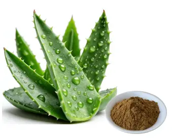 Aloe Leaf Powder Aloe Leaf Powder