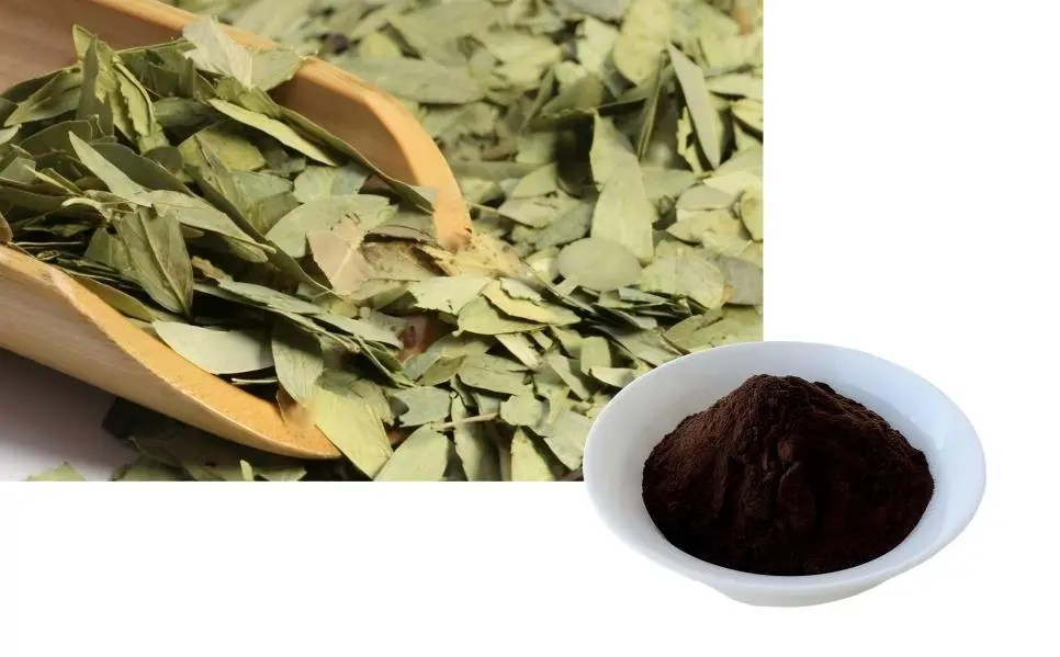 Senna leaf extract powder Senna leaf extract powder