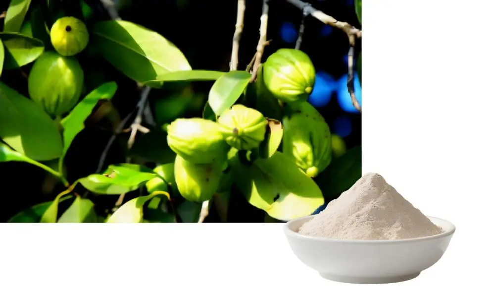 Garcinia Cambogia Extract Powder