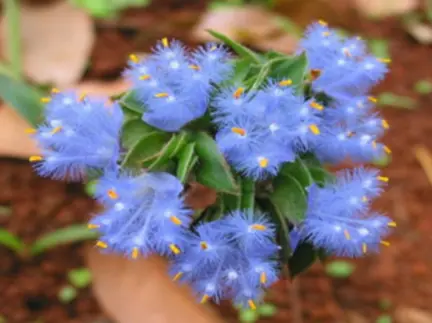 Cyanotis Ecdysterone Cyanotis Ecdysterone