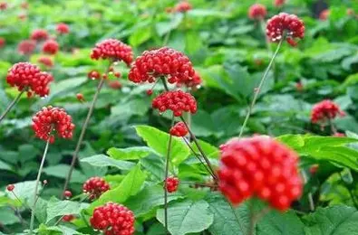 Panax Notoginseng Saponin Powder