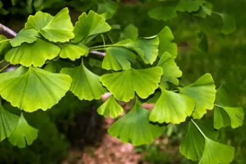 Ginkgo Flavone Glycosides Powder