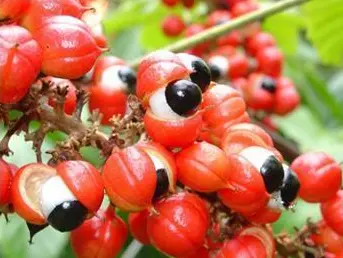 Natural Guarana Extract Powder