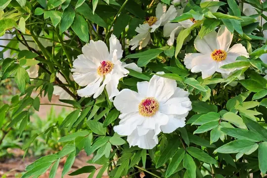 White Peony Root Powder White Peony Root Powder