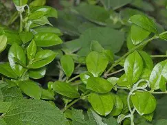 Gymnema Sylvestre Extract 75 