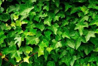 Ivy Leaf Extract Powder