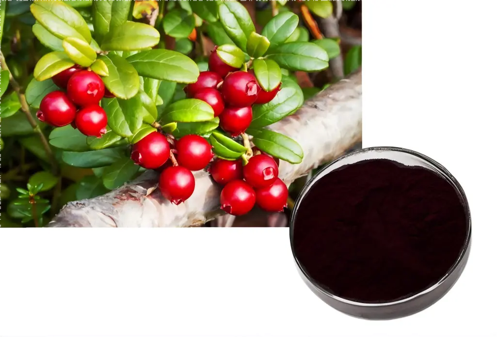 Lingonberry Extract Lingonberry Extract