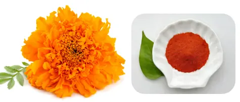 Marigold Extract Powder Marigold Extract Powder