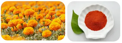 Lutein and Zeaxanthin Powder