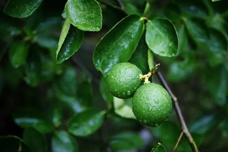 Citrus Aurantium Extract Powder