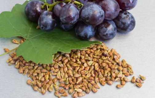 Grape Skin Extract Powder 