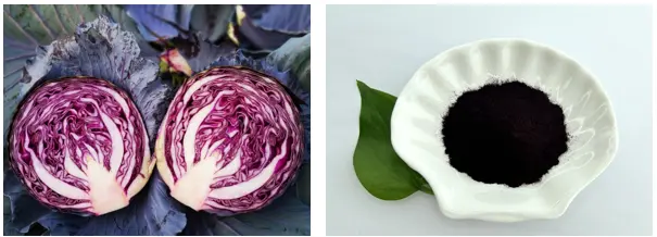 Red Cabbage Extract Powder