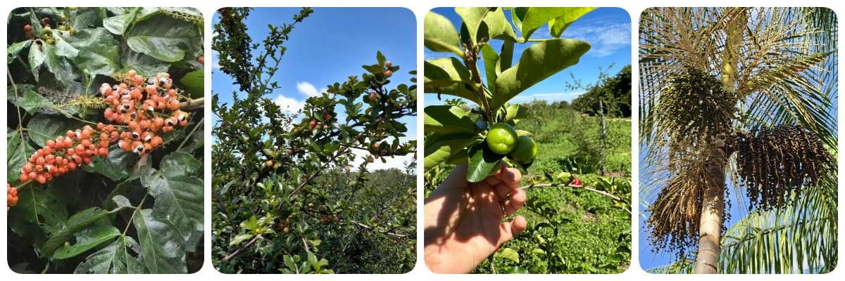 Tracing the Source of South American Planting Bases: Anchoring the Source Quality of Natural Raw Materials