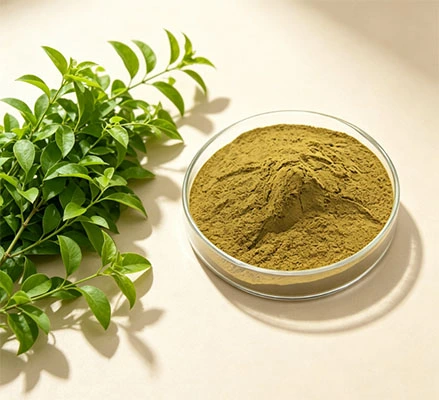 Gymnema Extract Powder Gymnema Extract Powder