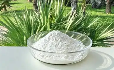 Saw Palmetto Saw Palmetto