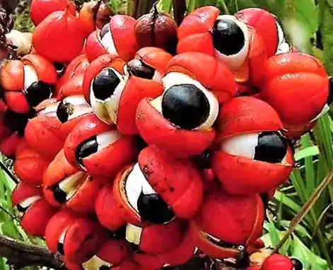 Natural Guarana Extract Natural Guarana Extract