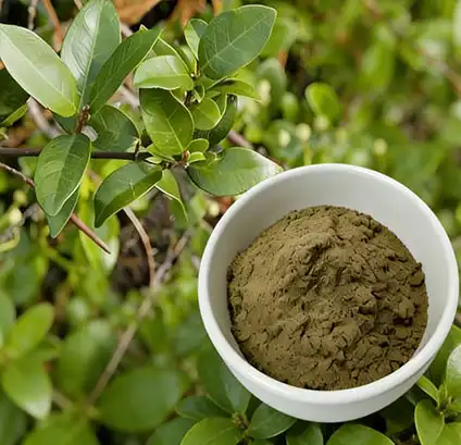 OEM Gymnema Sylvestre Extract  for Private Label Products