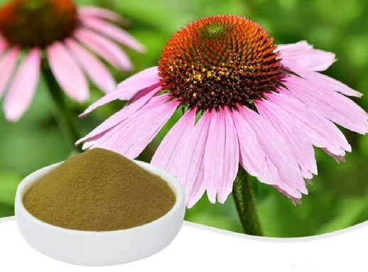 Why Is Echinacea Extract Popular in Wellness Supplements?