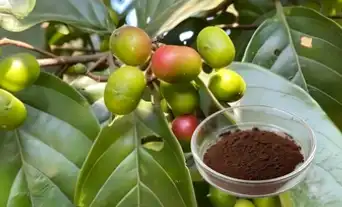 How long does it take for Pygeum Africanum Extract  to work?