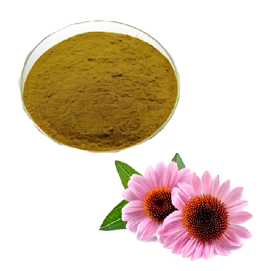 Echinacea Extract: Benefits, Uses and Immune Support Applications