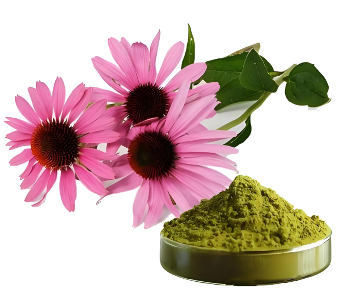 What Is Echinacea Extract? Benefits, Uses and How It Works What Is Echinacea Extract? Benefits, Uses and How It Works