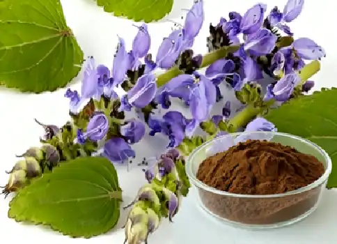 What Is Coleus forskohlii extract  and How Does It Work?
