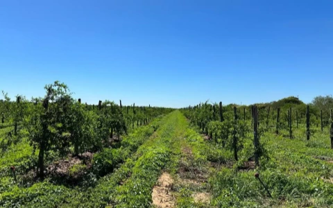 Cultivating the Fertile Lands of South America, Building a Global Supply Chain — A Record of the Inspection of South American Planting Bases and Warehouse Layout Planning